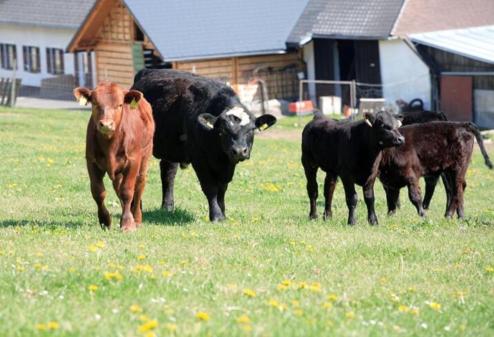 Landhotel Haagerhof Aigen im Mühlkreis Екстериор снимка